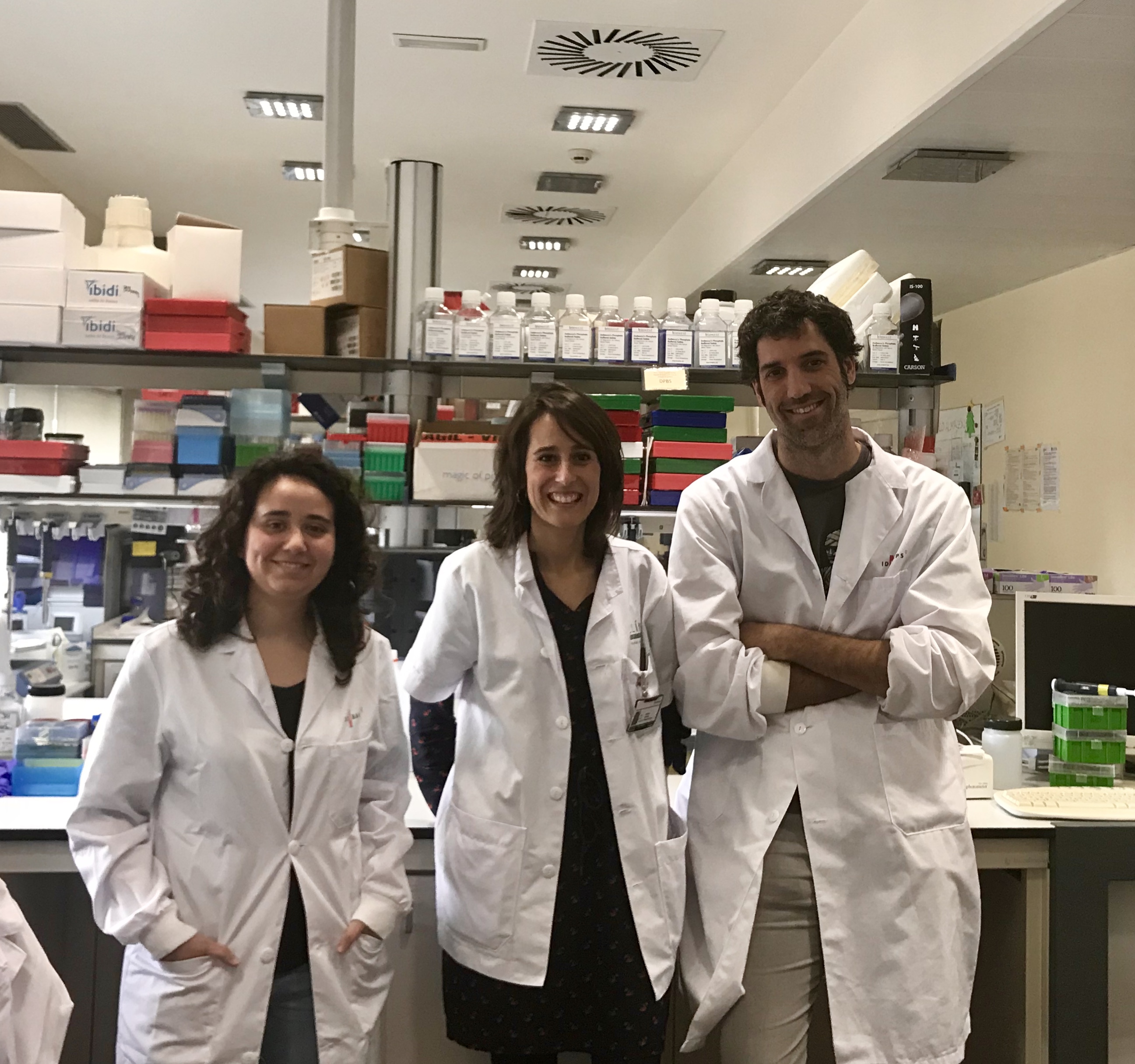 Demuestran que la autofagia regula la disfunción endotelial y es esencial para una respuesta eficiente frente al estrés celular.