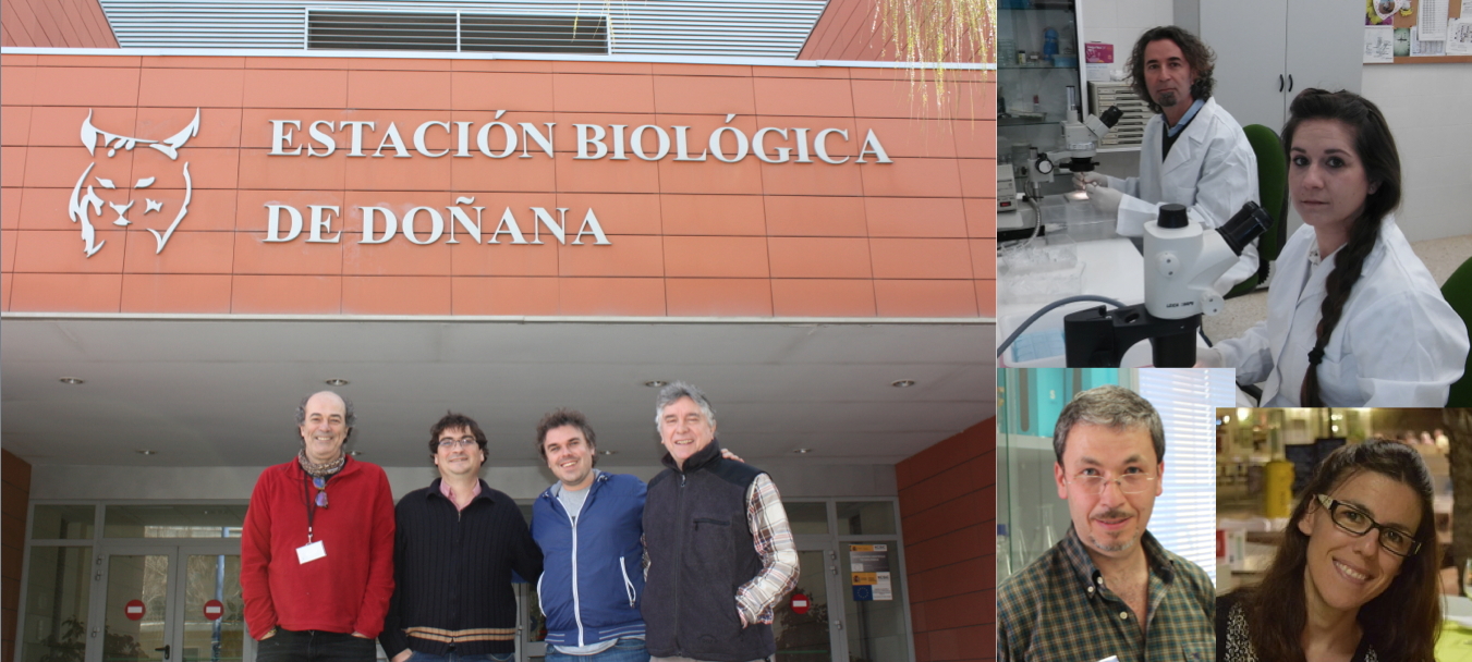 Determinan que no hay factores universales por los que unas aves sean más atractivas a las picaduras de mosquitos