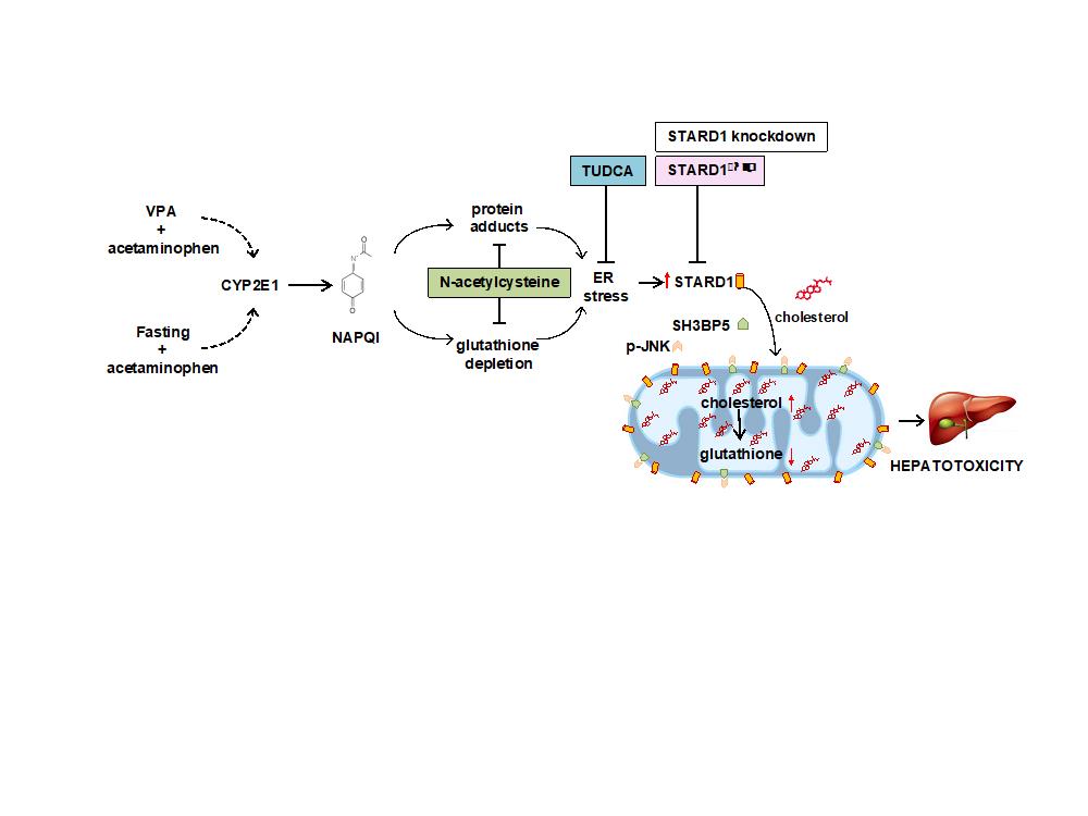 Describen un nuevo mediador mitocondrial en la hepatotoxicidad inducida por paracetamol