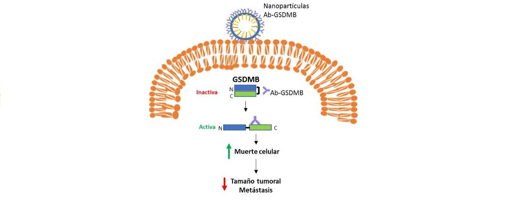 Nanomedicina eficaz contra tumores de mama agresivos