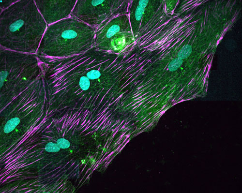 Las células de dos núcleos podrían ser la clave en la regeneración de corazón
