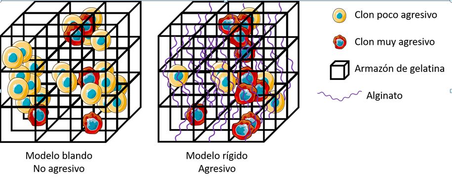 Analizan la rigidez de la matriz extracelular tumoral en la agresividad del neuroblastoma