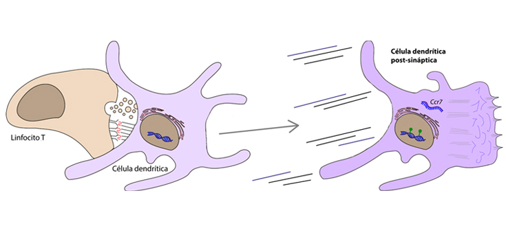 Descrito un nuevo mecanismo que explica cómo las células dendríticas mejoran su capacidad antiviral y de activación de la respuesta inmune