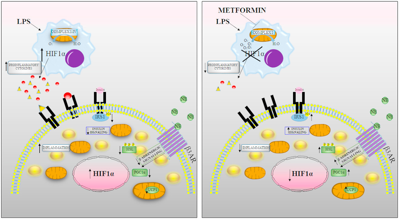 Revelan el papel antiinflamatorio de la metformina en el tejido adiposo marrón en animales obesos
