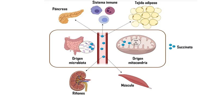 El succinato podría ayudar a predecir enfermedades cardiovasculares en jóvenes