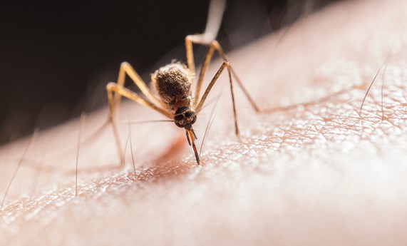 Identificación del parásito que provoca la leishmaniosis mediante el reciclado de datos genómicos Identificación del parásito que provoca la leishmaniosis mediante el reciclado de datos genómicos