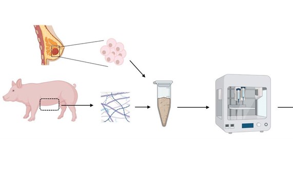 Nueva herramienta contra el cáncer de mama: bioimpresión 3D de tumores usando tejido de cerdo Nueva herramienta contra el cáncer de mama: bioimpresión 3D de tumores usando tejido de cerdo