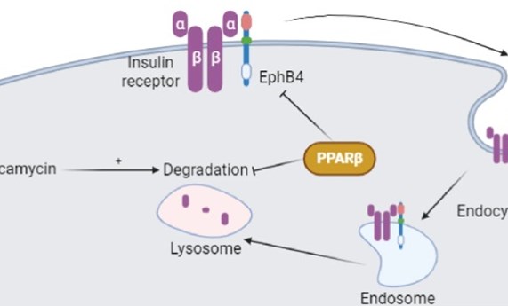 Describen nuevos mecanismos moleculares relacionados con la resistencia a la insulina Describen nuevos mecanismos moleculares relacionados con la resistencia a la insulina
