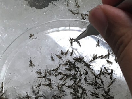 Un estudio desvela la composición de la microbiota del mosquito Culex perexiguus, principal vector del virus del Nilo