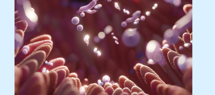 Proyecto MIMIC: Buscando la ‘píldora’ contra el envejecimiento a partir del microbioma