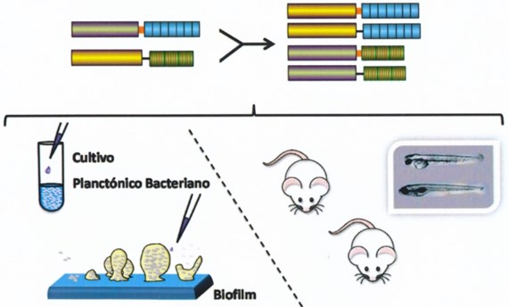 Una nueva enzima con gran poder bactericida contra neumococo Una nueva enzima con gran poder bactericida contra neumococo