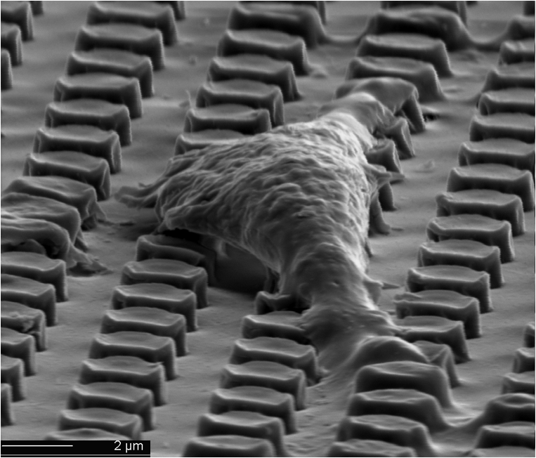 La plataforma del CIBER-BBN, NANBIOSIS, se incorpora al mapa actualizado de ICTS (1)