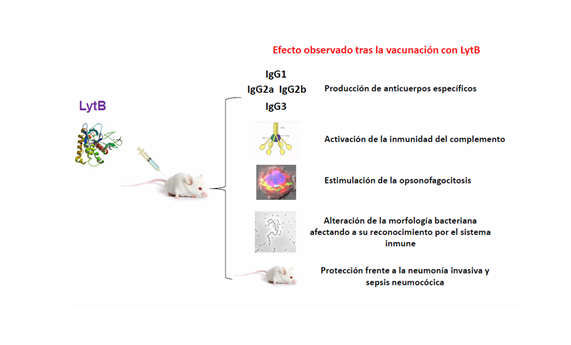 Demuestran la gran capacidad inmunogénica de la proteína LytB de Streptococcus pneumoniae Demuestran la gran capacidad inmunogénica de la proteína LytB de Streptococcus pneumoniae