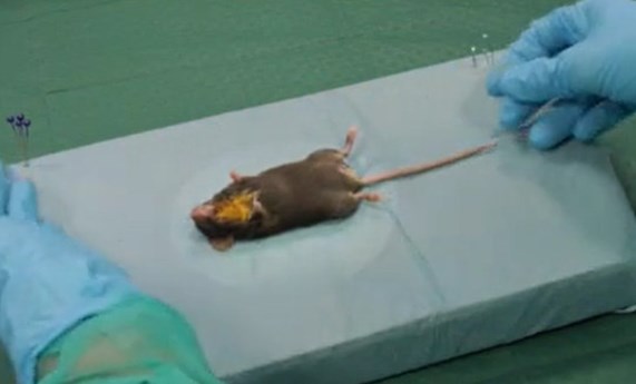 Comparan dos aproximaciones quirúrgicas para la administración de sustancias terapéuticas en el oído interno del ratón Comparan dos aproximaciones quirúrgicas para la administración de sustancias terapéuticas en el oído interno del ratón