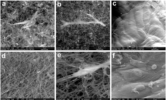 Crean un modelo 3D para estudiar las enfermedades de la superficie ocular Crean un modelo 3D para estudiar las enfermedades de la superficie ocular