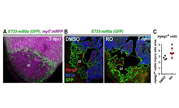 Investigadores del CIBERCV evalúan la función de NOTCH y el papel del endocardio en la regeneración del corazón del pez cebra Investigadores del CIBERCV evalúan la función de NOTCH y el papel del endocardio en la regeneración del corazón del pez cebra