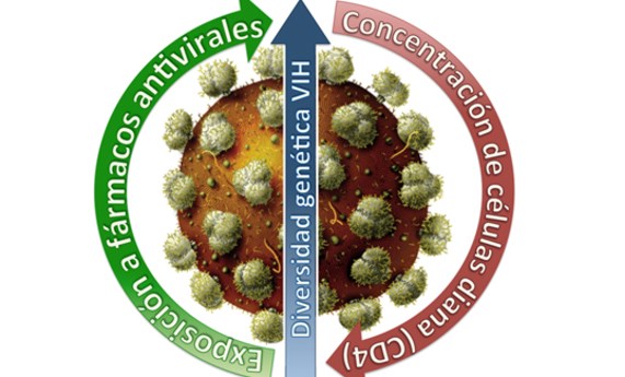 Investigan cómo muta el VIH en niños para conseguir nuevos antivirales y tratamientos personalizados Investigan cómo muta el VIH en niños para conseguir nuevos antivirales y tratamientos personalizados